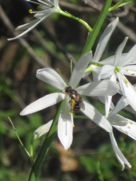 Narcisses